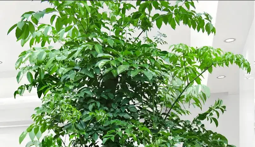 幸福樹為什麼掉葉子?原因有這5點,3招教你救回來!