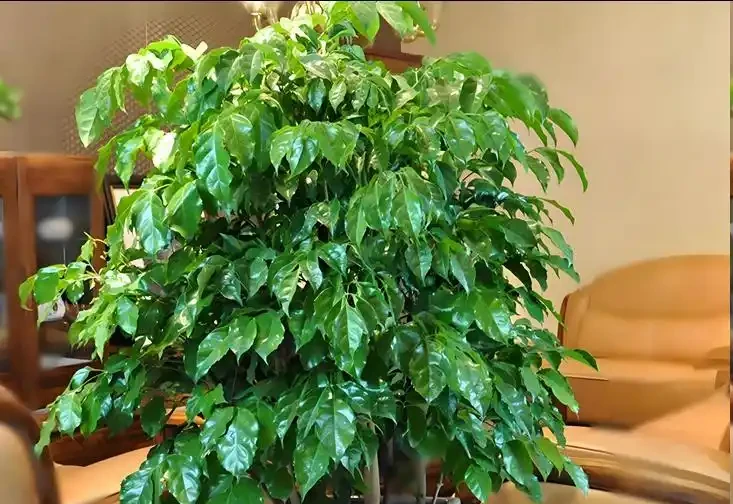 幸福樹為什麼掉葉子?原因有這5點,3招教你救回來!
