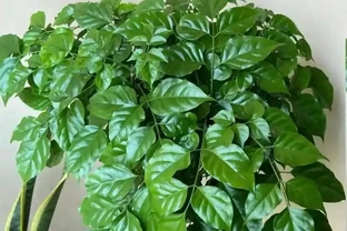 幸福樹為什麼掉葉子？原因有這5點，3招教你救回來！