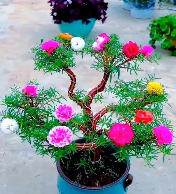 小巧陽臺也能綻放的藝術:松葉牡丹的奇幻變身