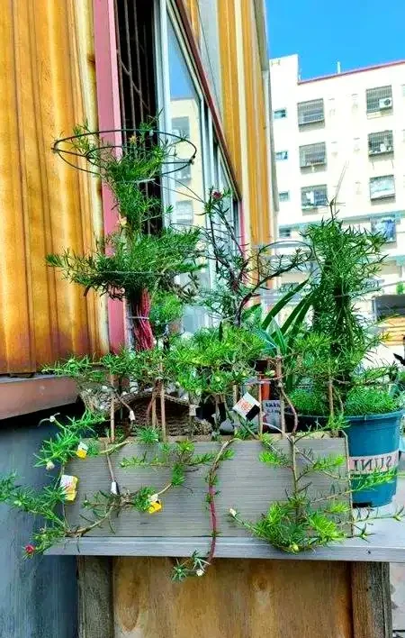 小巧陽臺也能綻放的藝術:松葉牡丹的奇幻變身