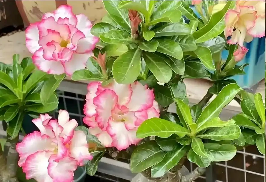 沙漠玫瑰怎麼養成老樁?牢記3個原則,速成老樁,越養越值錢!