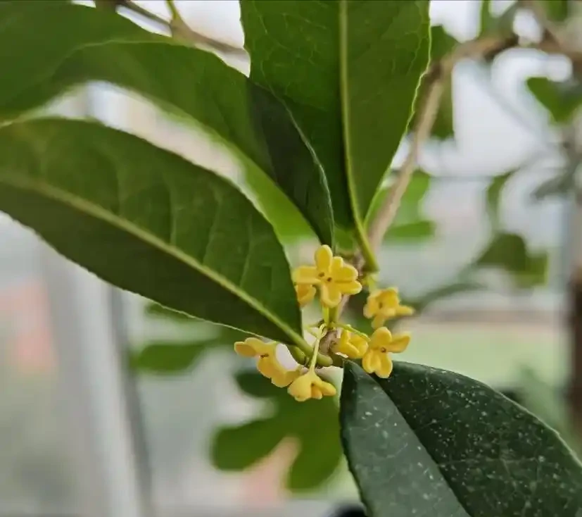 這12種花,是秋天開花的主力軍,快看看自己養了沒?