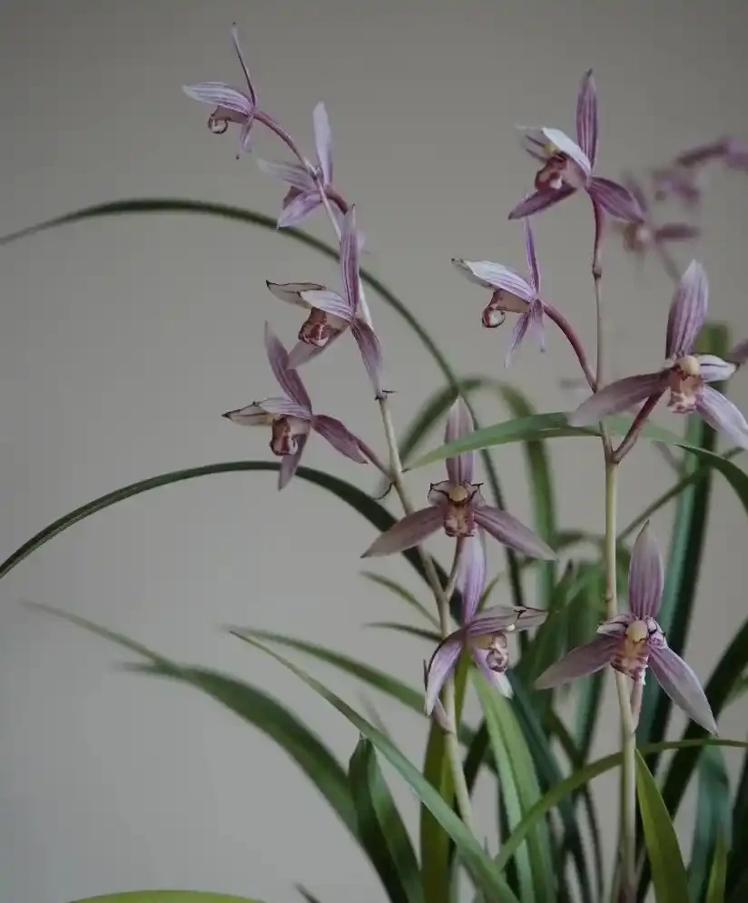 這12種花,是秋天開花的主力軍,快看看自己養了沒?