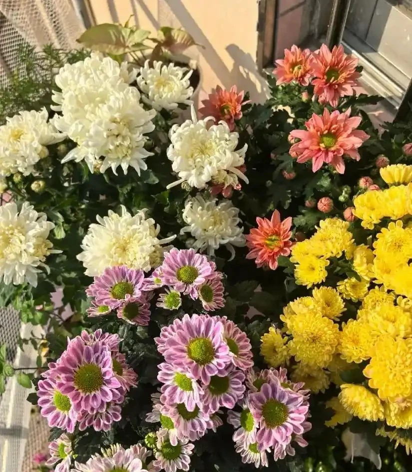 這12種花,是秋天開花的主力軍,快看看自己養了沒?