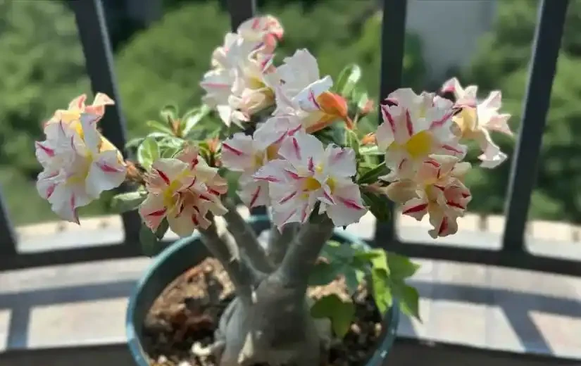 這12種花,是秋天開花的主力軍,快看看自己養了沒?