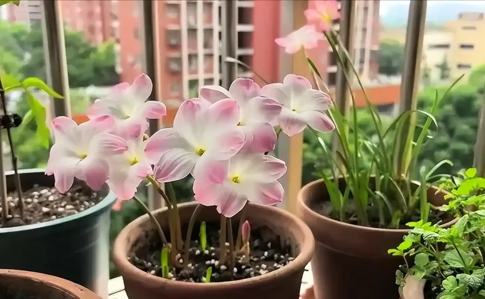 這12種花,是秋天開花的主力軍,快看看自己養了沒?