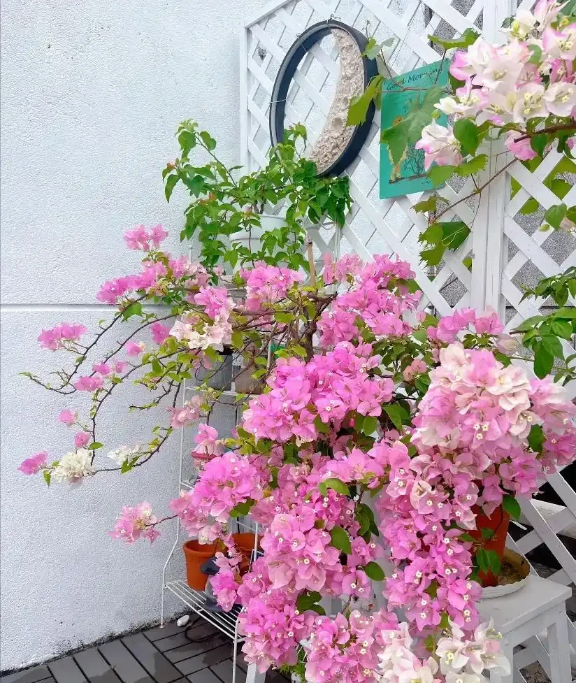 這12種花,是秋天開花的主力軍,快看看自己養了沒?