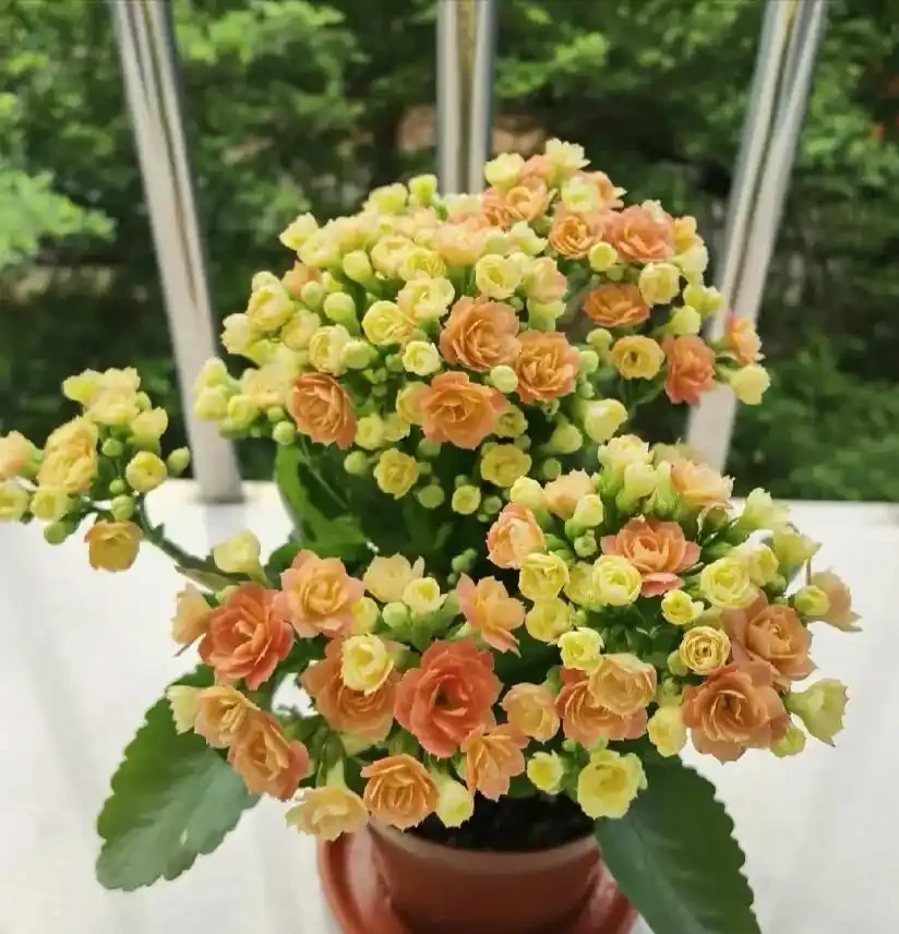 這12種花,是秋天開花的主力軍,快看看自己養了沒?