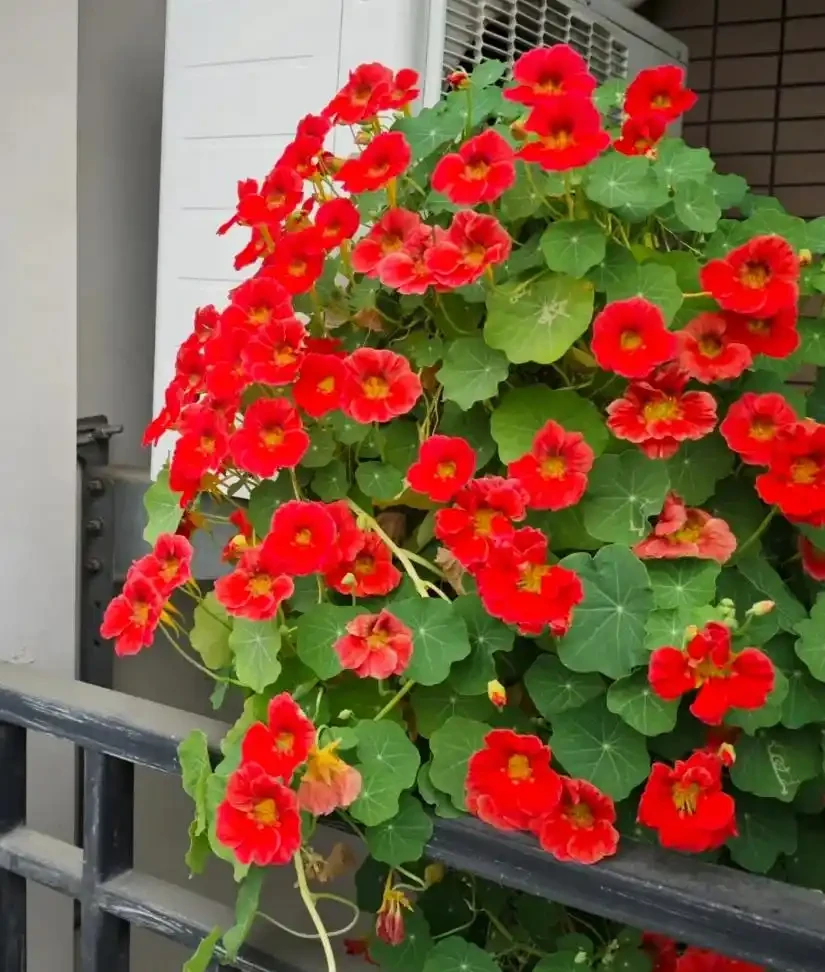 這12種花,是秋天開花的主力軍,快看看自己養了沒?