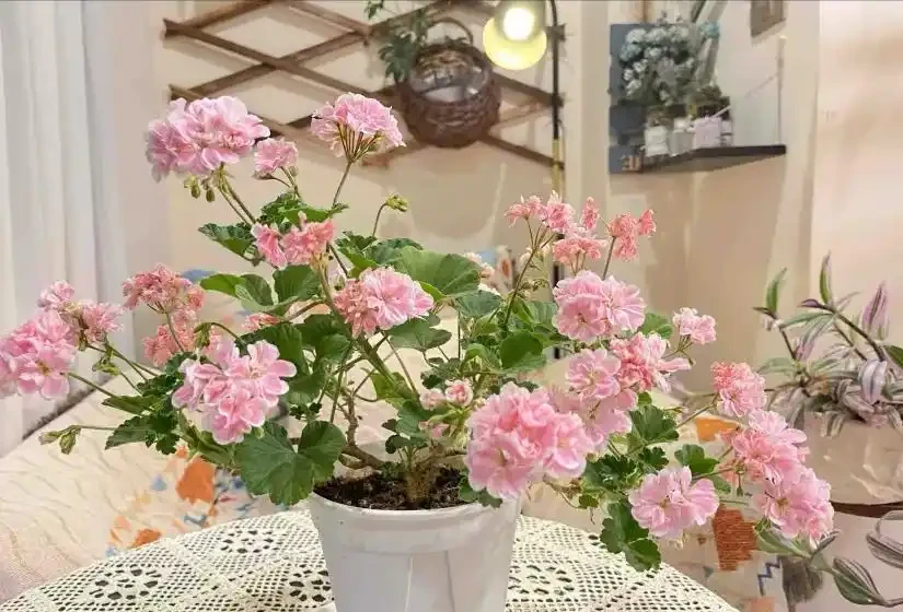 這12種花,是秋天開花的主力軍,快看看自己養了沒?