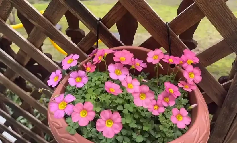 這12種花,是秋天開花的主力軍,快看看自己養了沒?