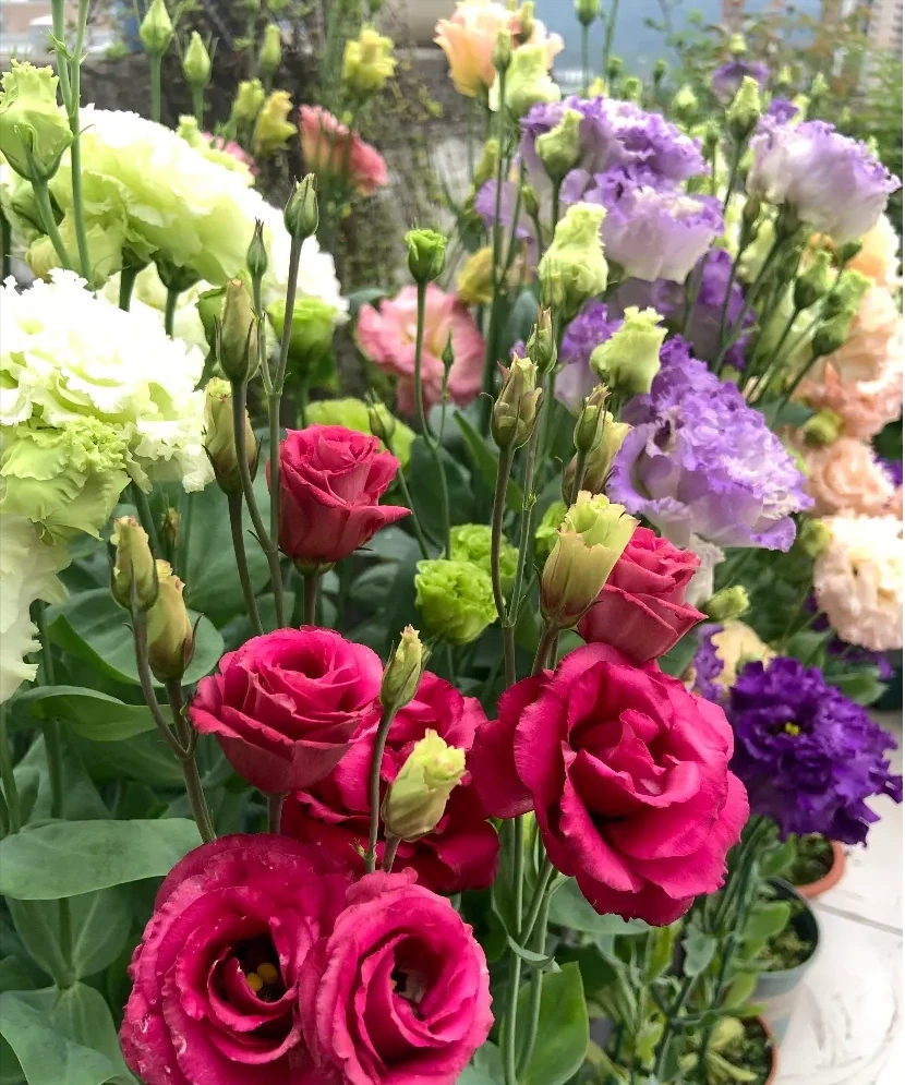 這12種花,是秋天開花的主力軍,快看看自己養了沒?