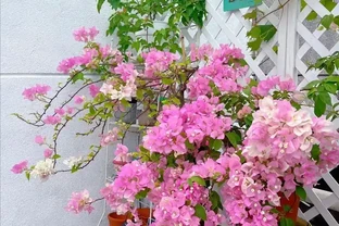 這12種花，是秋天開花的主力軍，快看看自己養了沒？