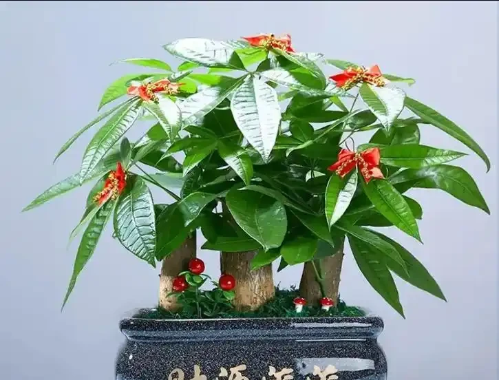 發財樹長勢差?趁秋天做好3件事,瘋長新芽,四季綠油油!