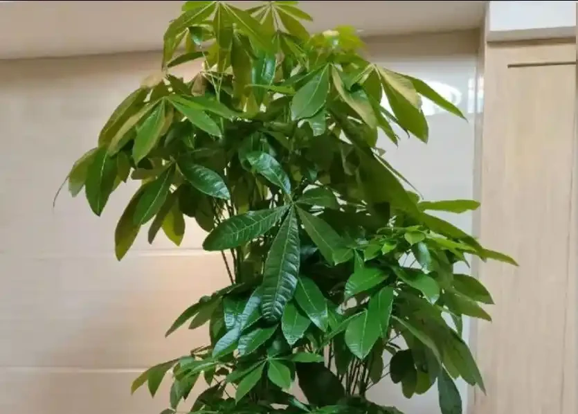 發財樹長勢差?趁秋天做好3件事,瘋長新芽,四季綠油油!