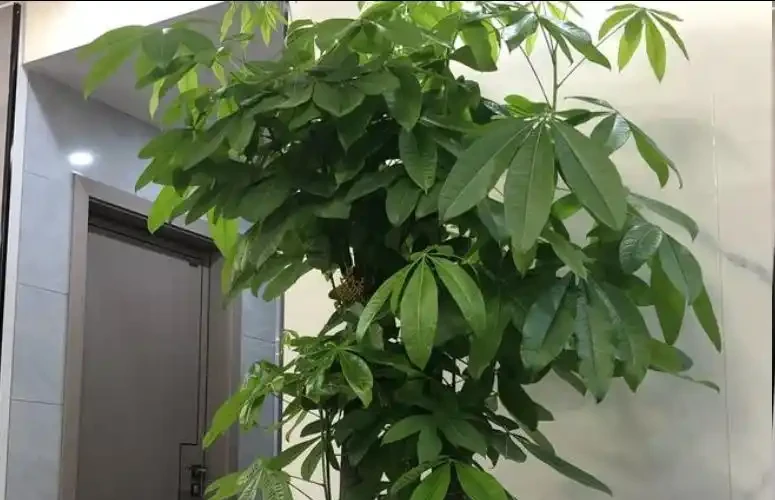發財樹長勢差?趁秋天做好3件事,瘋長新芽,四季綠油油!