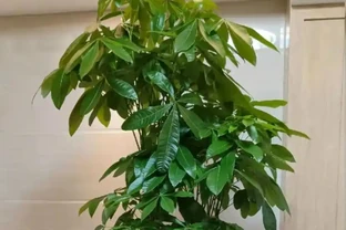 發財樹長勢差？趁秋天做好3件事，瘋長新芽，四季綠油油！