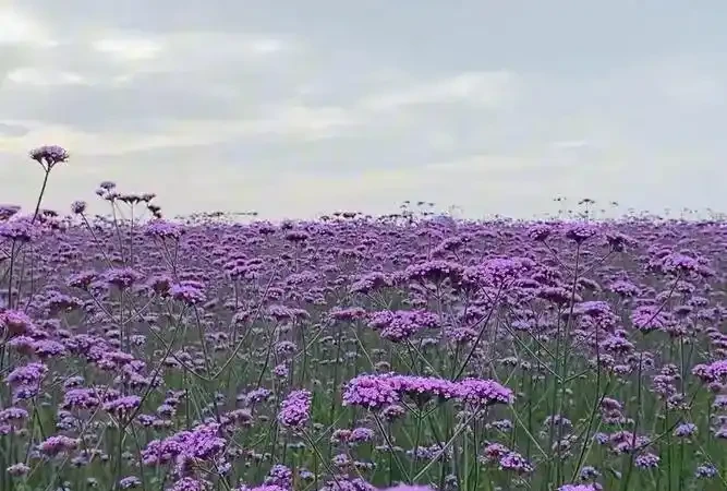 臥室植物圖鑑：10種淨化空氣又助眠的綠植推薦