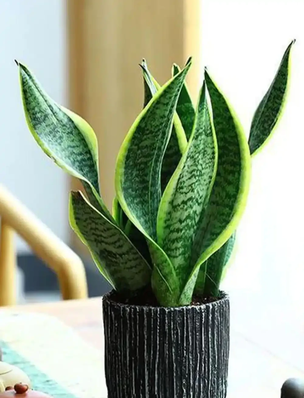 臥室植物圖鑑：10種淨化空氣又助眠的綠植推薦
