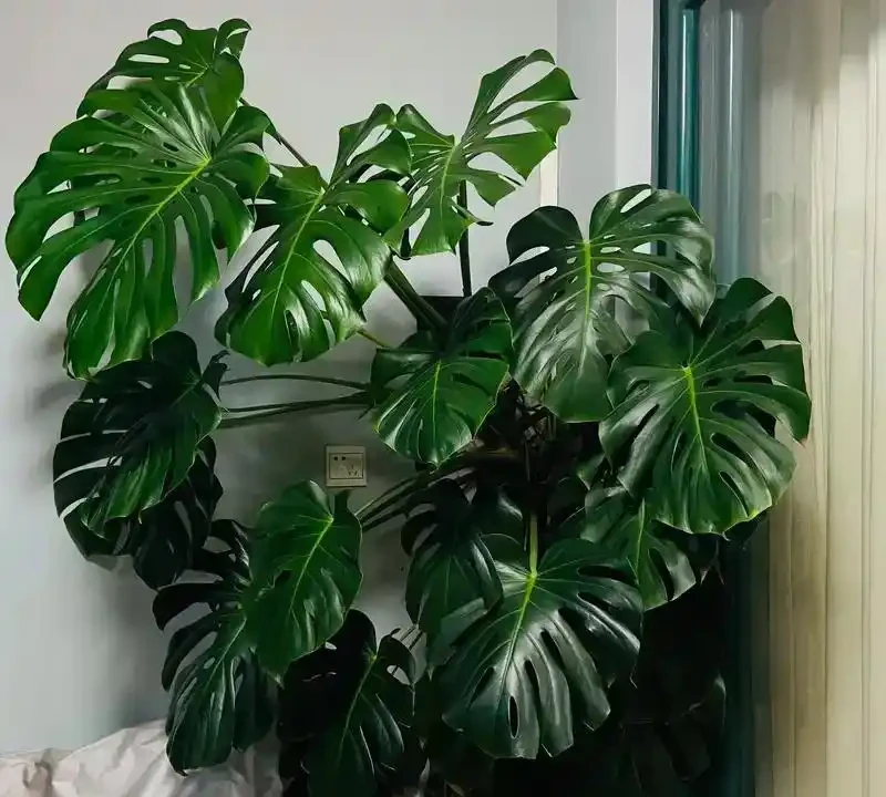 臥室植物圖鑑：10種淨化空氣又助眠的綠植推薦