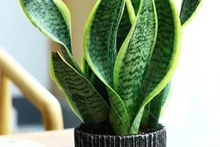 臥室植物圖鑑：10種淨化空氣又助眠的綠植推薦