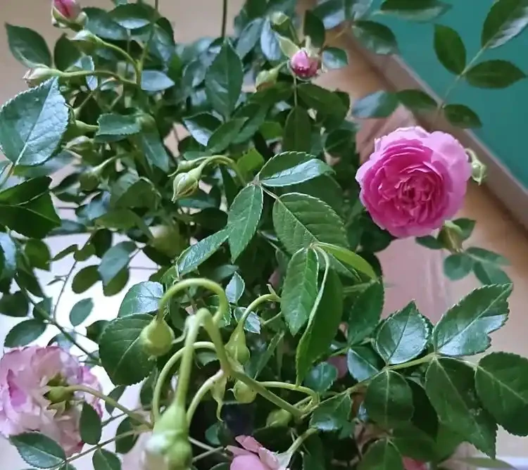 玫瑰什麼時候修剪最好?分季節及品種講透,剪對了花開滿枝,剪錯了光長葉!