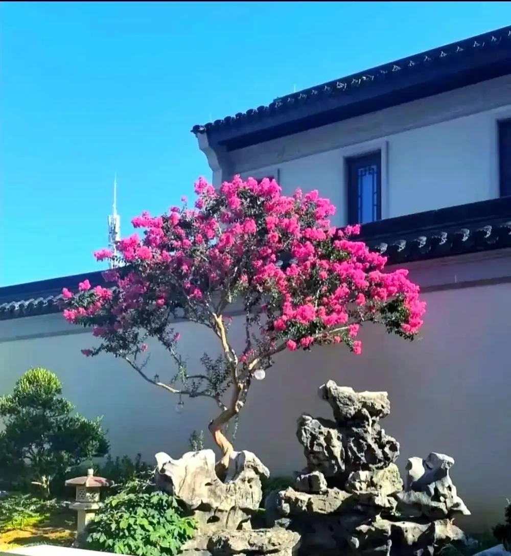 百日紅：庭院樹的完美選擇與養護指南