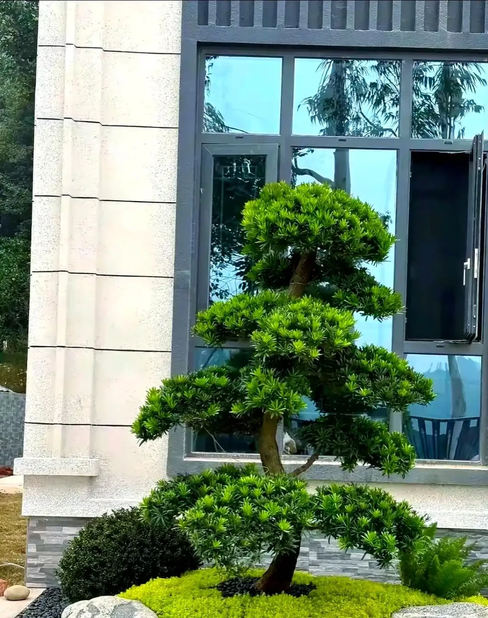 百日紅：庭院樹的完美選擇與養護指南