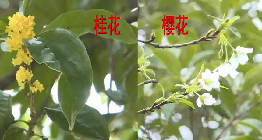 百日紅：庭院樹的完美選擇與養護指南