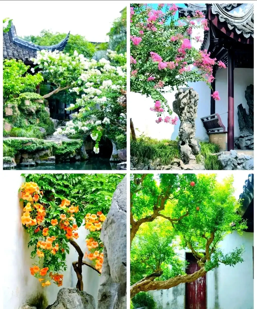 百日紅：庭院樹的完美選擇與養護指南
