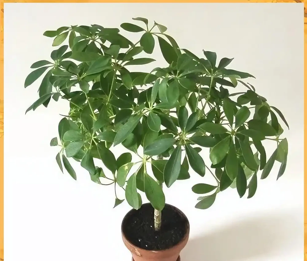 鵝掌藤:從華南綠化帶到城市綠化的角色變遷
