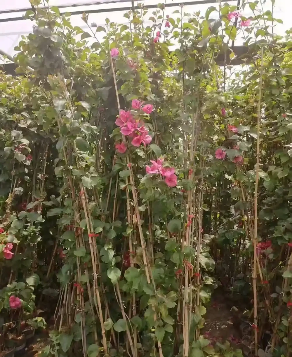 藤本九重葛