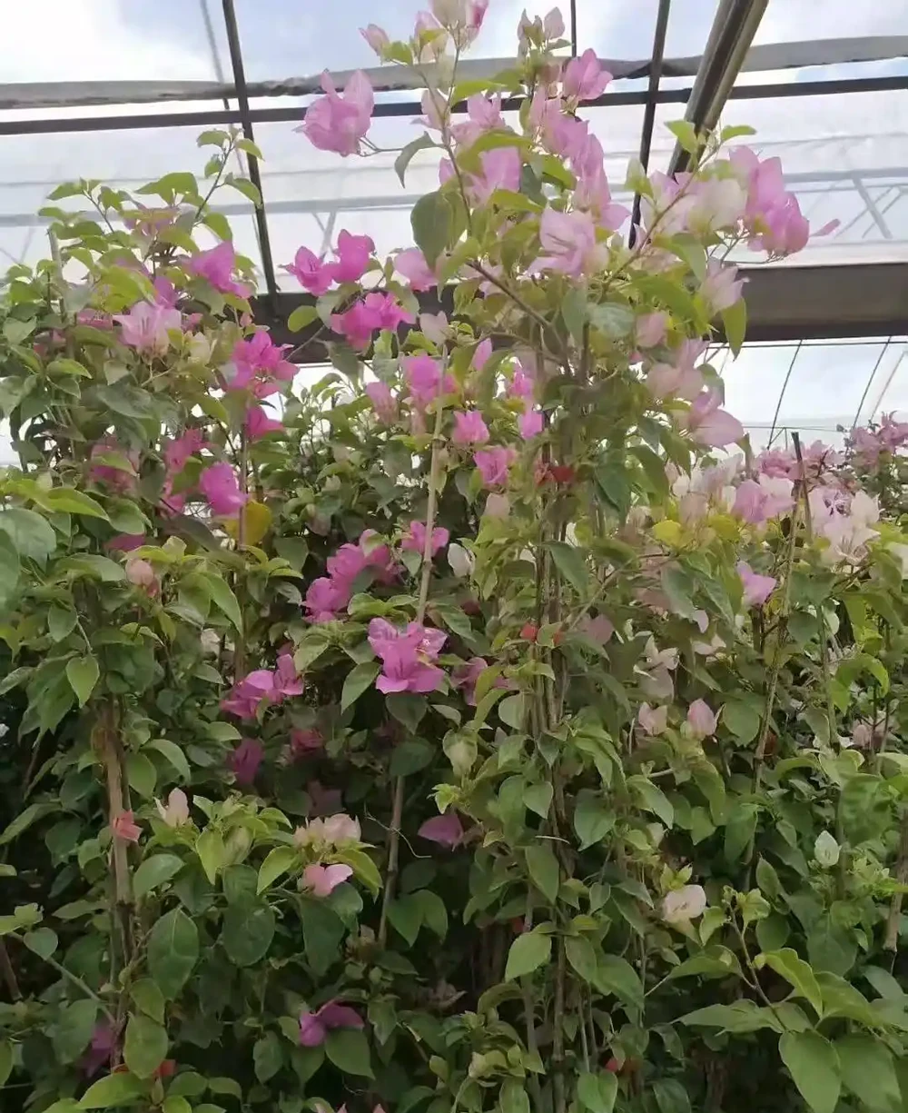 藤本九重葛