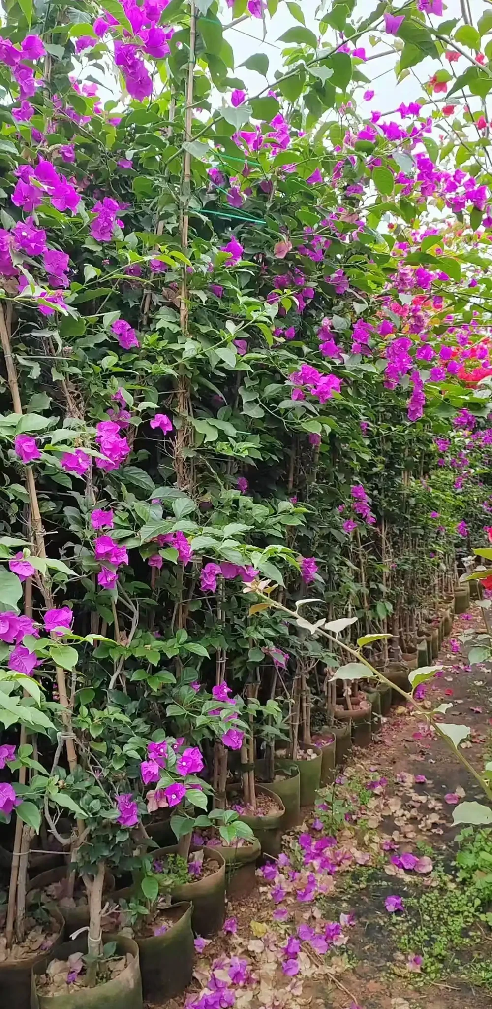 藤本九重葛