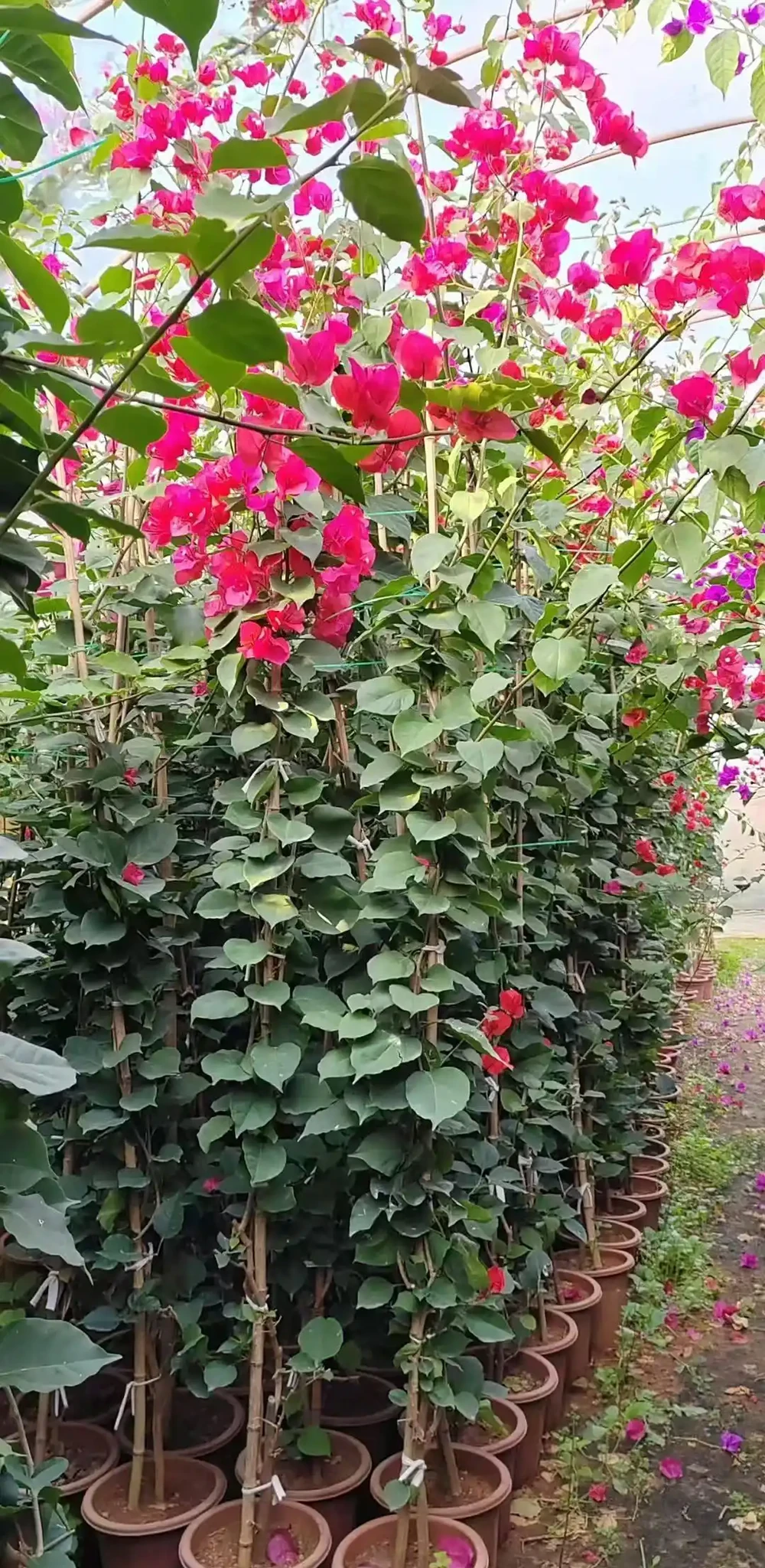 藤本九重葛