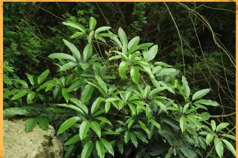鵝掌藤:從華南綠化帶到城市綠化的角色變遷
