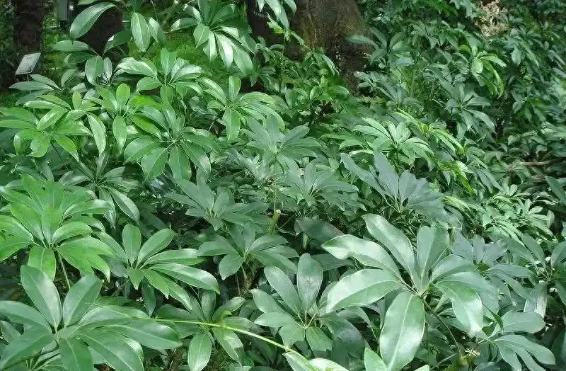 鵝掌藤:從華南綠化帶到城市綠化的角色變遷