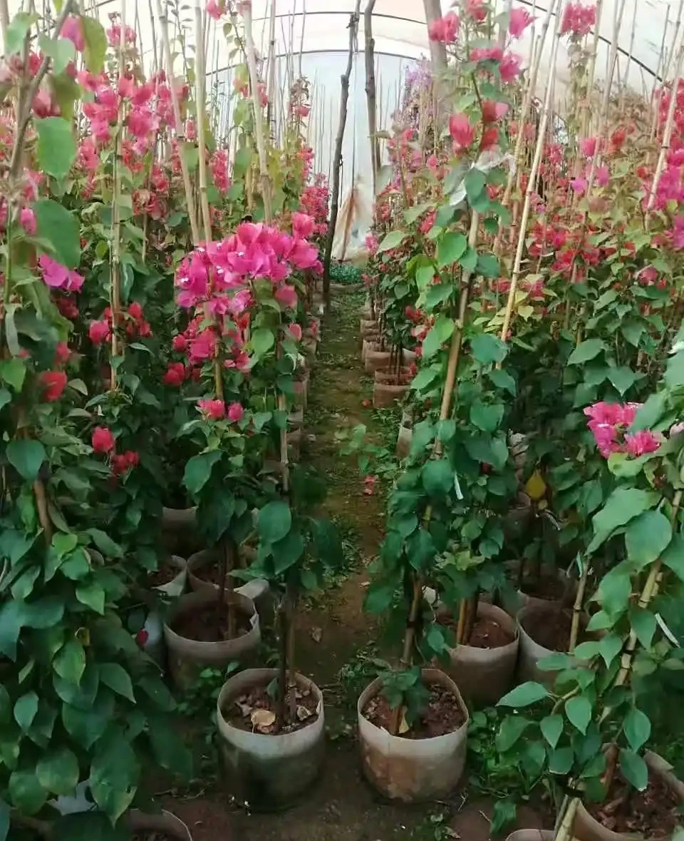 藤本九重葛