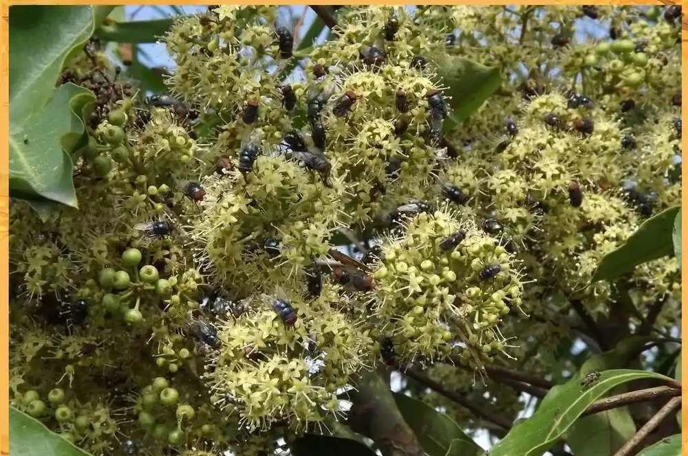 鵝掌藤:從華南綠化帶到城市綠化的角色變遷