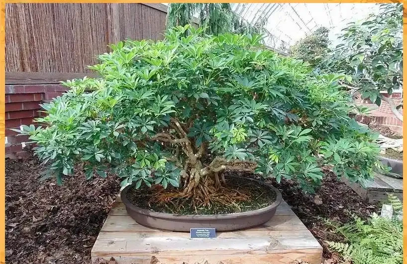 鵝掌藤:從華南綠化帶到城市綠化的角色變遷