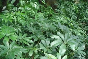 鵝掌藤：從華南綠化帶到城市綠化的角色變遷