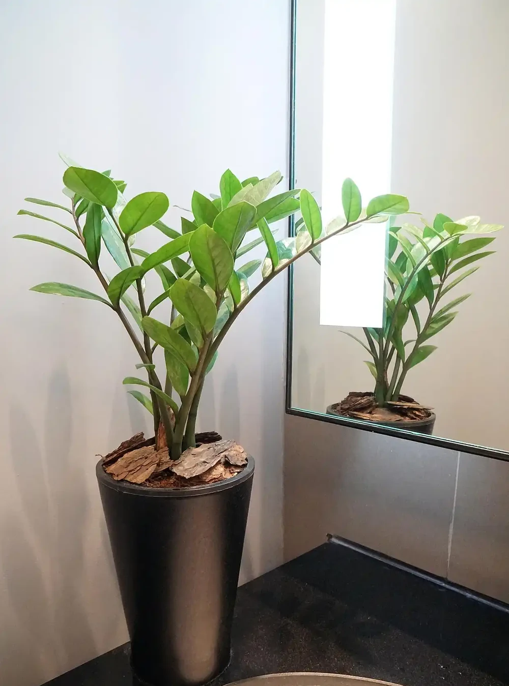 發財樹要怎麼修剪