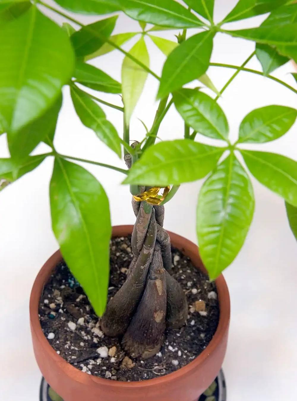發財樹要怎麼修剪