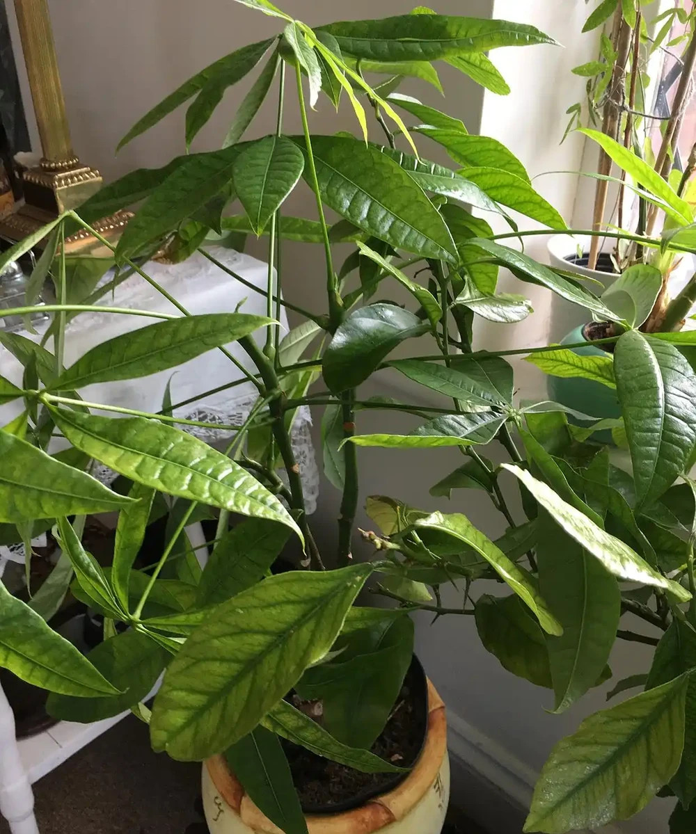 發財樹要怎麼修剪