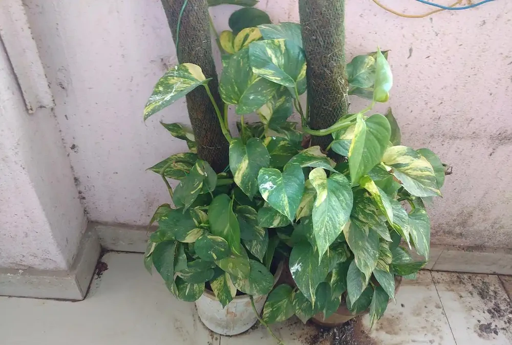 發財樹要怎麼修剪