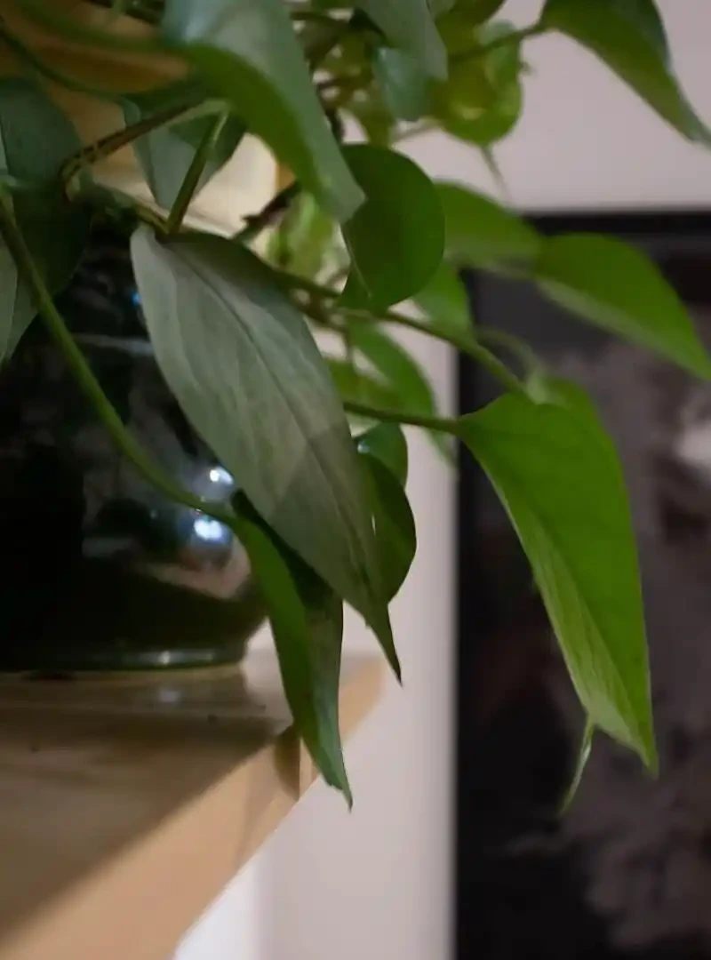 發財樹要怎麼修剪