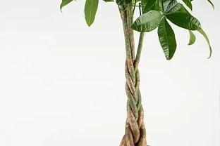 發財樹要怎麼修剪