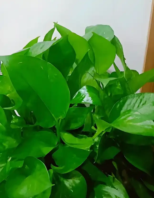 黃金葛真能聚財氣?風水大師:家中養三盆黃金葛,不想富貴富貴自然來