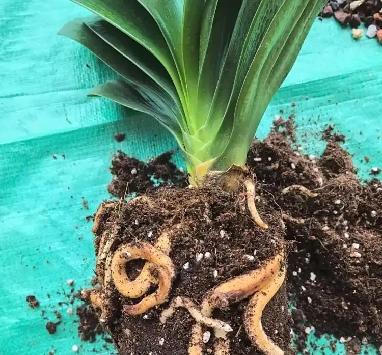 君子蘭腐根怎麼處理?別慌!教你君子蘭腐根怎麼處理,剪根消毒晾根,新手也能救活!